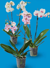Phalaenopsis cu 2 tije florale 1 buc.