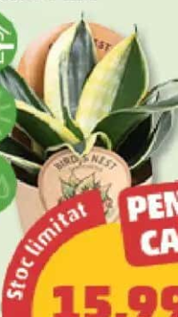 SANSEVERIA ghiveci 9 cm
