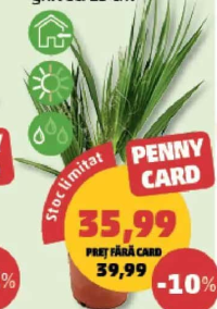PALMIERI MIX ghiveci 15 cm