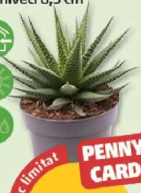 ALOE/HAWORTHIA MIX ghiveci 8,5 cm