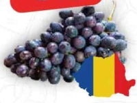 Struguri Muscat de Hamburg România per kg