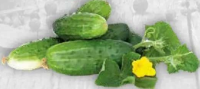 Castraveți Cornichon România per kg