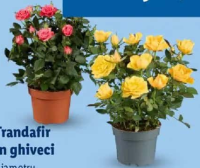 Trandafir în ghiveci