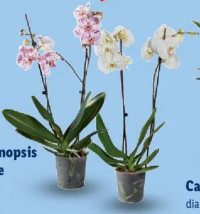 Phalaenopsis cu 2 tije florale