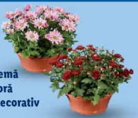 Crizantemă multifloră în coș decorativ