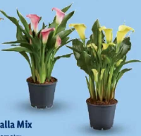 Calla Mix