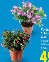 Cactus Schlumbergera maxi 1 buc.
