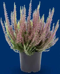 Calluna vulgaris în trei culori 1 buc.