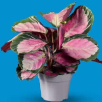 Mix plante verzi 1 buc.