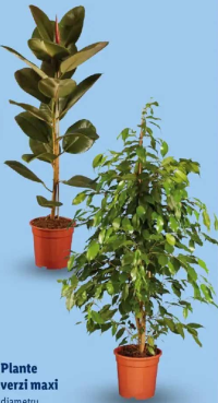 Plante verzi maxi