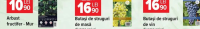 Butași de struguri de vin diverse soiuri