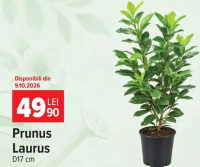 Prunus Laurus D17 cm