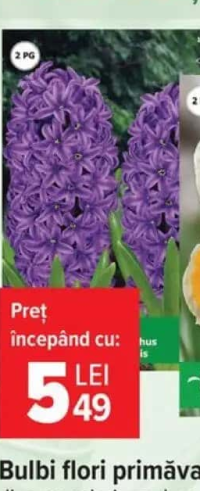 Bulbi flori primăvară diverse soiuri, per buc.