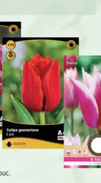 Bulbi Amaryllis diverse soiuri, per buc.