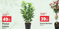 Photinia Red Robin D17 cm