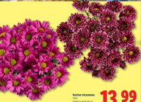 Buchet crizanteme 3 fire 40 cm
