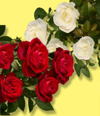 Buchet trandafiri maxi 5 fire