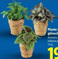 Plante verzi în ghiveci decorativ 1 buc.
