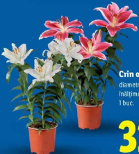 Crin oriental 1 buc.