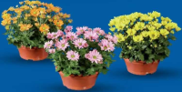 Crizantemă multifloră în coș decorativ 1 buc.