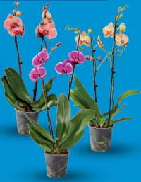 Phalaenopsis cu 2 tije florale 1 buc.