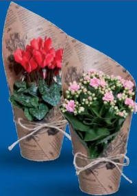Plante decorative înflorite 1 buc.