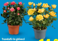 Trandafir în ghiveci 1 buc.
