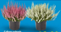 Calluna vulgaris 1 buc.