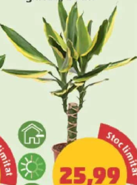 Plante verzi ghiveci 14 cm