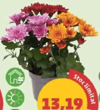 Crizantemă Carnaval ghiveci 12 cm