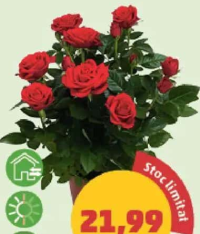 Trandafir mix ghiveci 14 cm