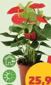 Anthurium ghiveci 12 cm