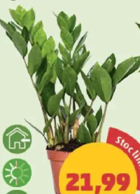 Zamioculcas ghiveci 12 cm