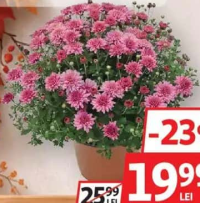 Crizantemă Glob 15 cm