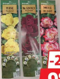 Pomiflora Butaș Trandafir