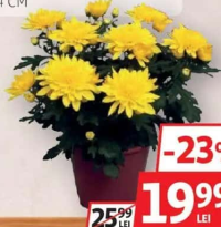Crizantemă Mix Culori 14 cm