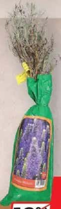 Butaș Lavandă