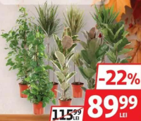 Mix Plante Verzi 21 cm