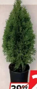 Thuja Smaragd 80 cm