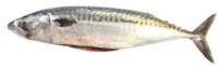 Pescăria Selgros Macrou eviscerat