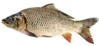 Pescăria Selgros Crap viu