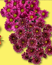 Buchet crizanteme 3 fire 1 buc.