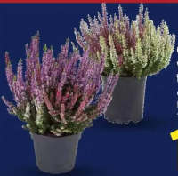 Calluna vulgaris în două culori 1 buc.