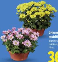 Crizantemă multifloră 1 buc.