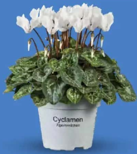 Cyclamen 1 buc.