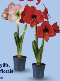 Amaryllis, 2 tije florale 1 buc.