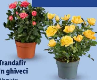 Trandafir în ghiveci 1 buc.