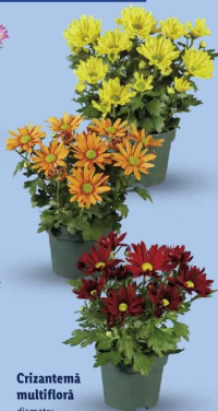Crizantemă multifloră 1 buc.