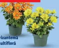 Crizantemă multifloră 1 buc.