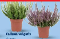 Calluna vulgaris 1 buc.